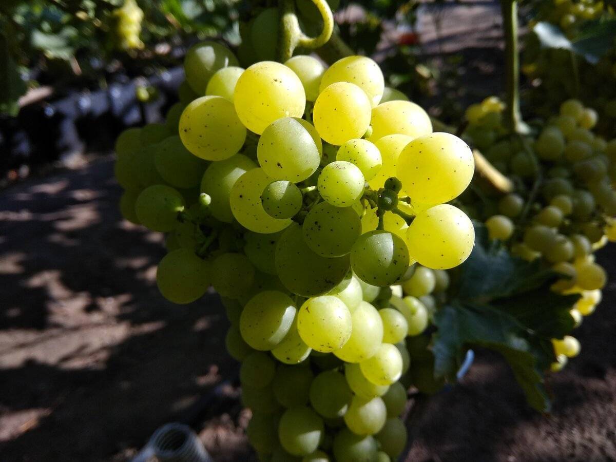 Виноград "супер экстра": описание сорта, отзывы + фото