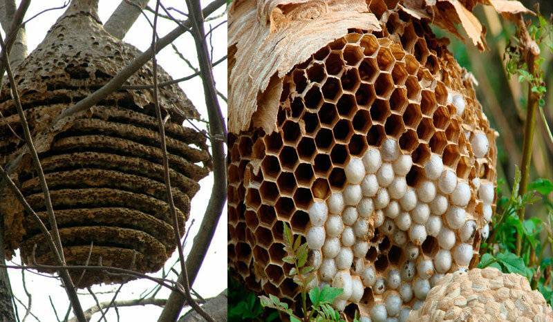 Расширение гнезд и строительство сотов. пчёлы. разведение и содержание