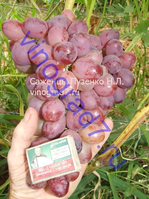 Виноград кодрянка (30 фото) – описание сорта и правила его выращивания | огородникам инфо
