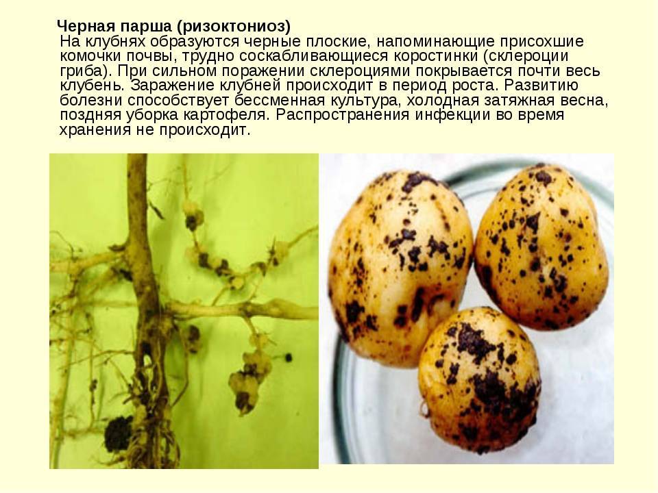Парша черная картофеля | справочник по защите растений — agroxxi