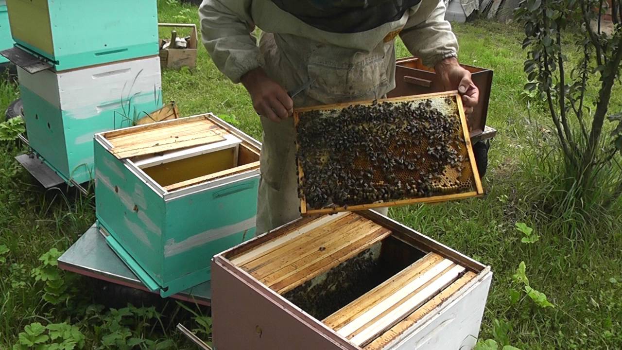 Кормушки для пчел - виды, советы, изготовление