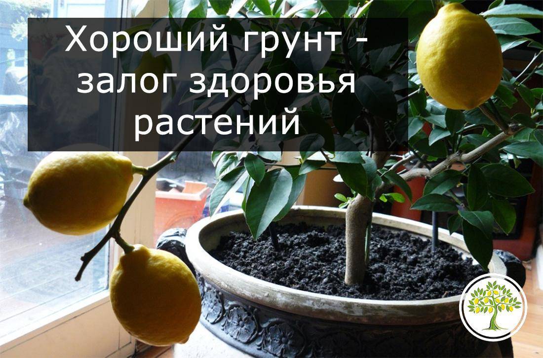 Грунт для лимона: что любит комнатный фрукт и в какую почву нужно его сажать, как сделать специальную землю в домашних условиях, и что должно входить в её состав?дача эксперт
