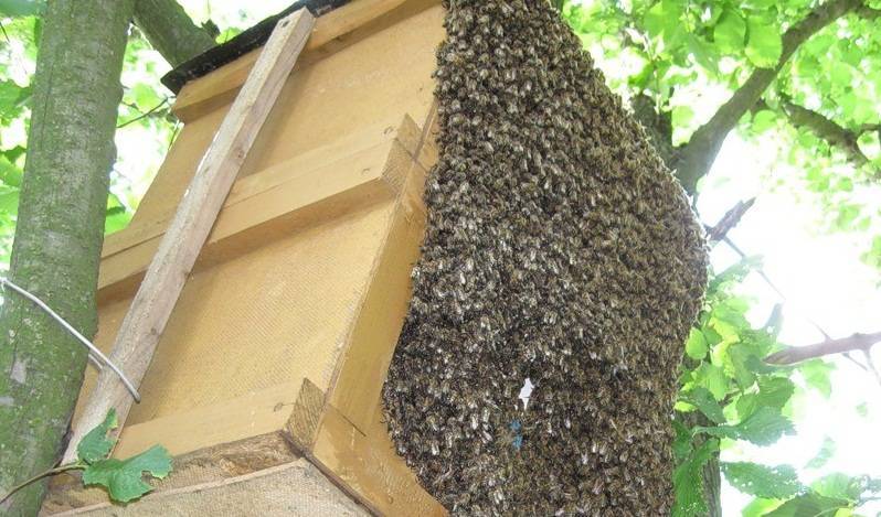 Ловля роев: как поймать диких пчел, где ставить ловушки, правила транспортировки на пасеку – med-pochtoi.ru