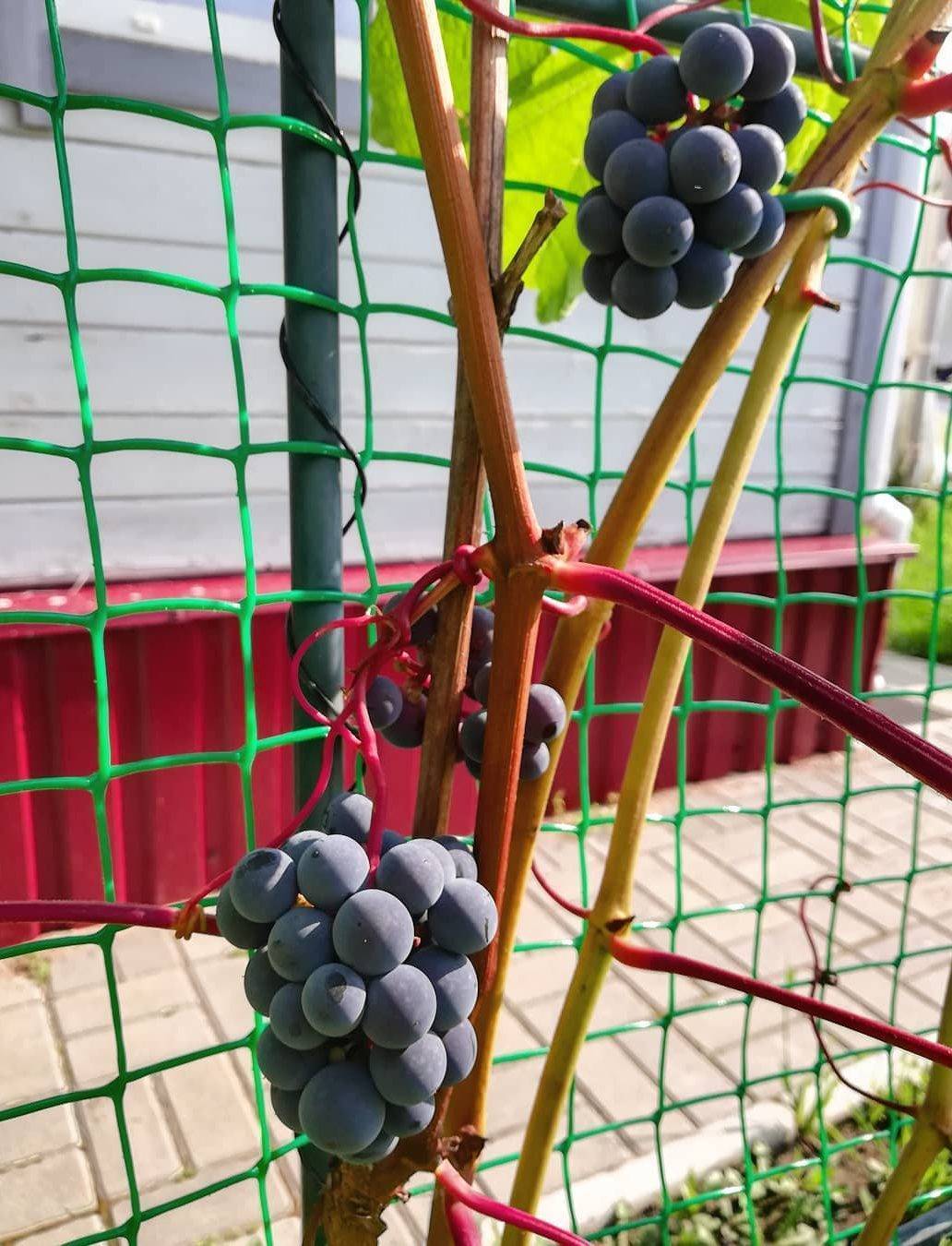 Виноград зилга: описание сорта, фото, отзывы, характеристика и правила выращивания