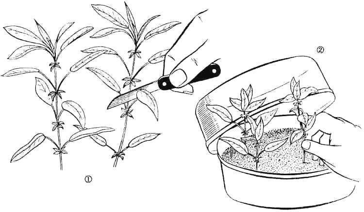 Калина: выращивание, уход, обрезка растения