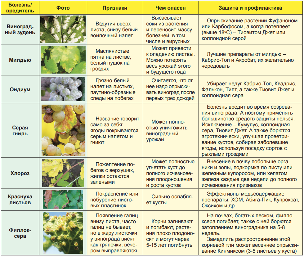 Обработка сада от вредителей летом. Таблица обработки вредители и болезни винограда. Таблица препаратов от вредителей и болезней винограда. Болезни винограда весной. Схема обработки винограда весной.
