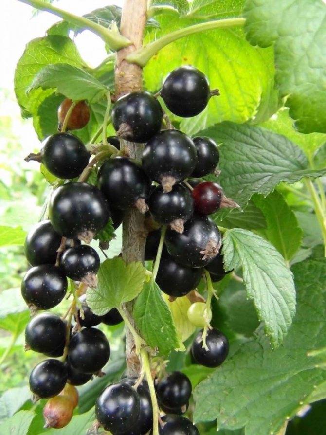 Чёрная смородина пигмей: описание сорта, особенностей его выращивания, преимуществ и недостатков, отзывы садоводов