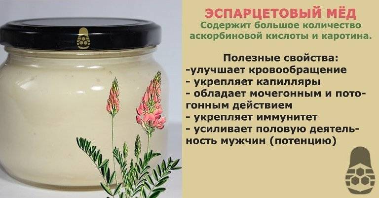 Эспарцетовый мед свойства, состав, применение