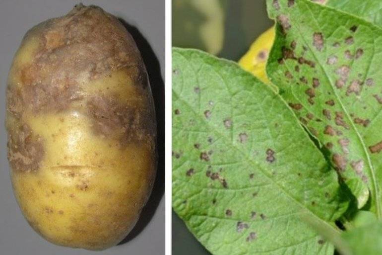 Почему возникает сухая гниль на картофеле и как от нее избавиться