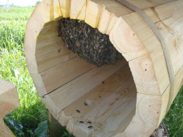 О колодном пчеловодстве: борть для пчел своими руками, колодное пчеловодство для начинающих