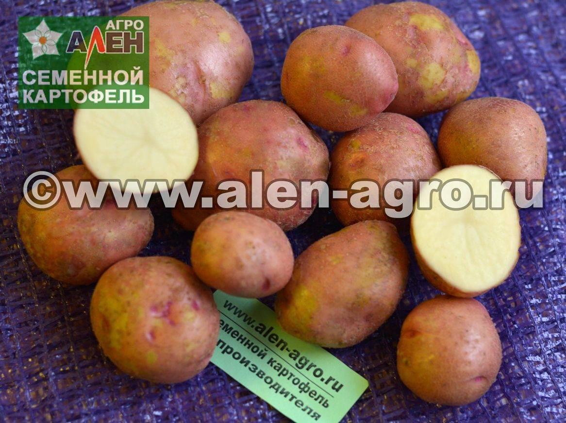 О картофеле колобок: описание семенного сорта, характеристики, агротехника