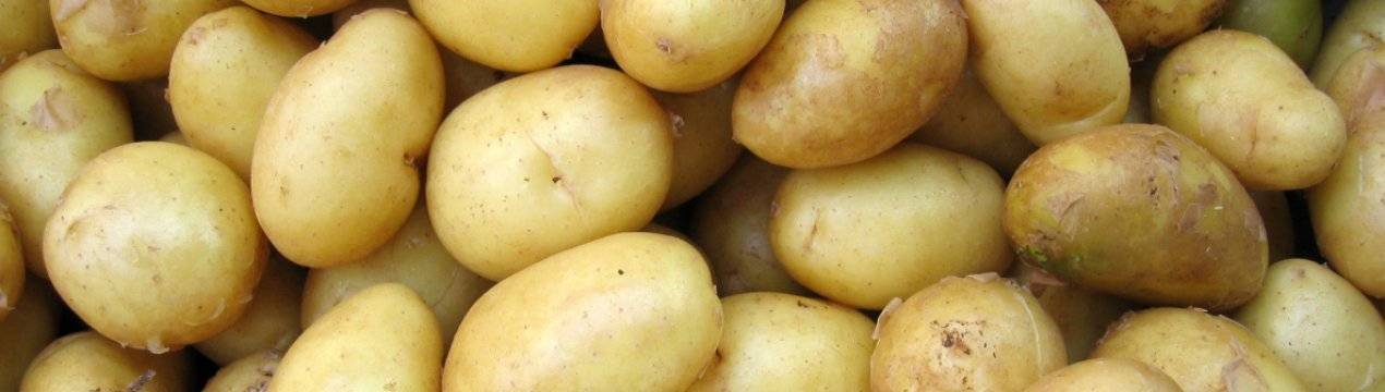 Картофель джелли: описание сорта, характеристика, урожайность, отзывы, фото