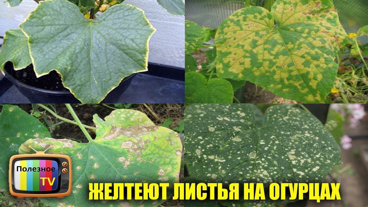 О болезнях рассады огурцов: почему желтеют и сохнут листья, подкормка, пересадка