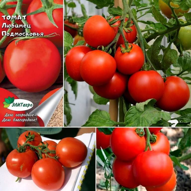Описание томатов Любимец Подмосковья, выращивание селекционного сорта