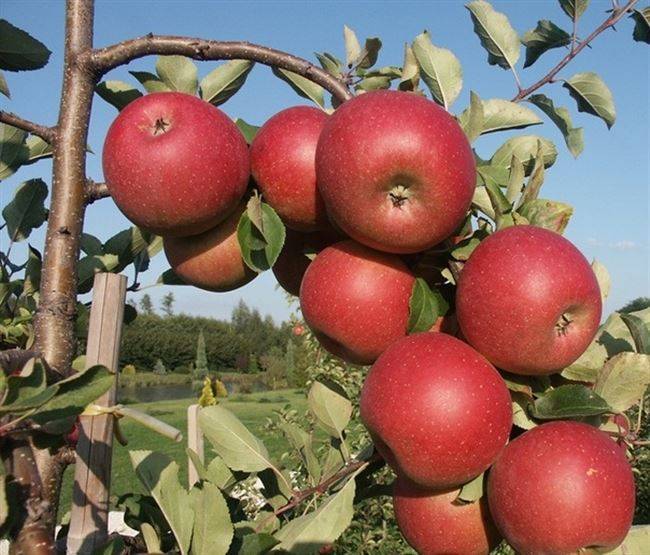 О яблоне звездочка: описание сорта, характеристики, агротехника, выращивание