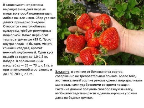 Клубника рубиновый кулон: описание ремонтантного сорта, выращивание и отзывы садоводов