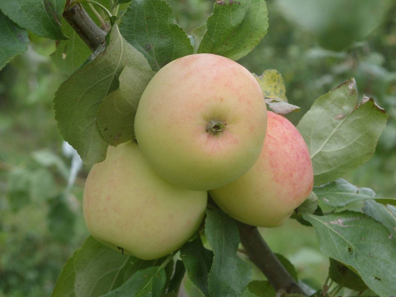 Московский сорт яблони