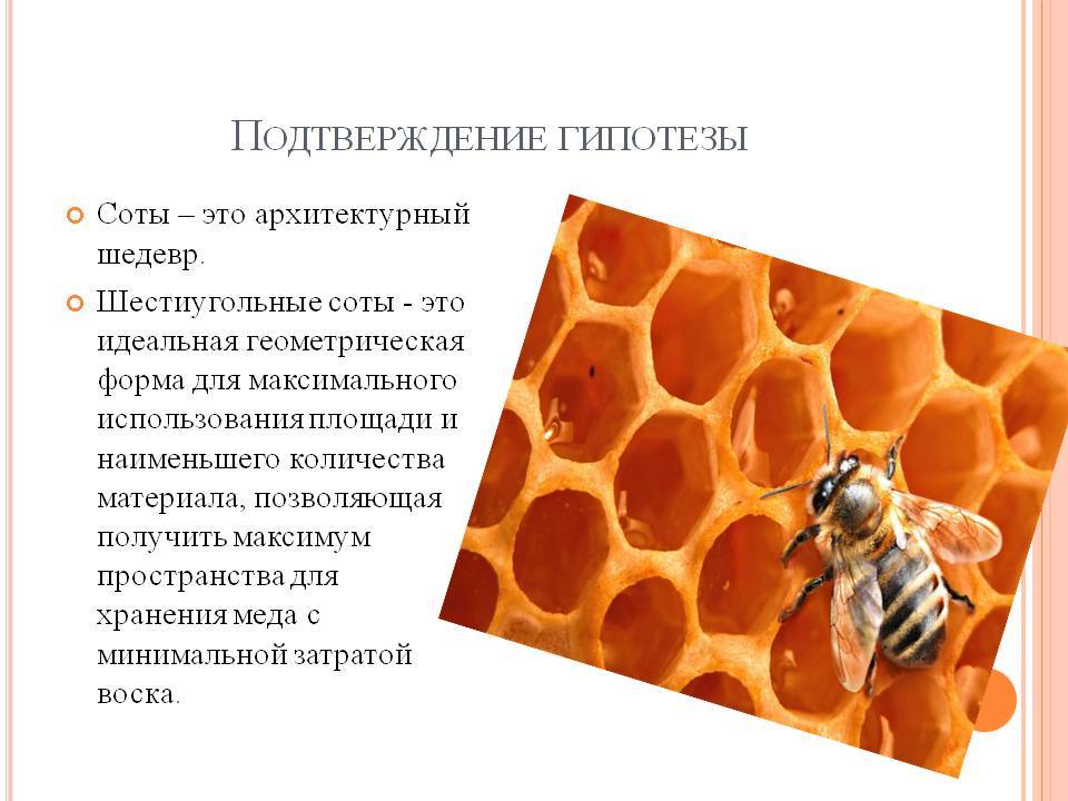 Что такое соты: польза и вред для организма человека, можно ли и как правильно есть, как пчёлы их делают