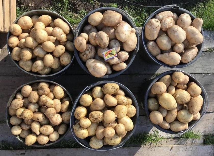 Сорт картофеля "чародей": характеристика и описание, особенности подготовки семенного материала, выращивания и хранения, фото культуры
