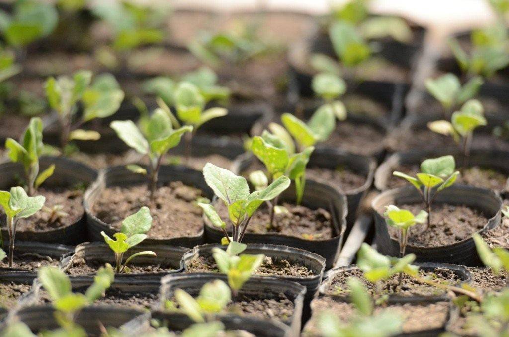 Баклажаны: выращивание и уход в открытом грунте