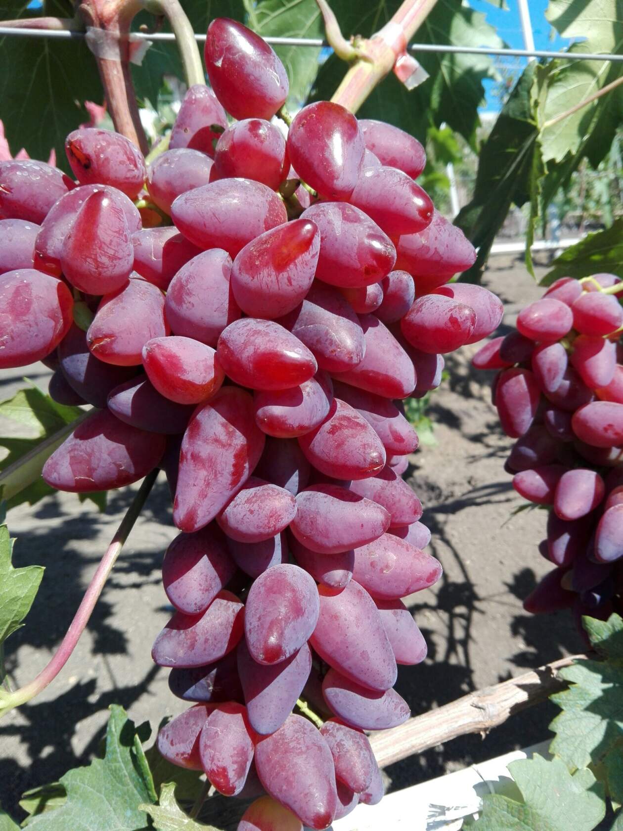 Виноград "дубовский розовый": описание и характеристика сорта, уход урожайность и фото