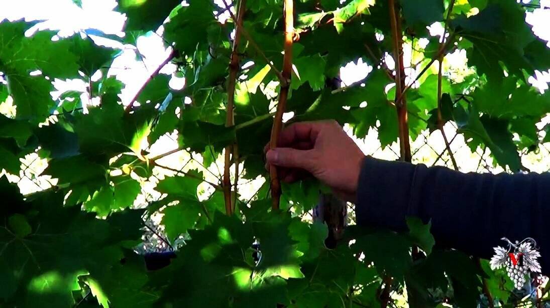 Как ускорить созревание лозы и ягод винограда