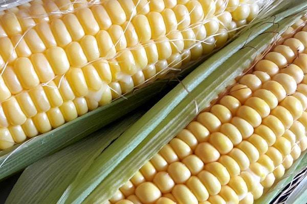 Стоит ли выращивать кормовую кукурузу? | строй легко