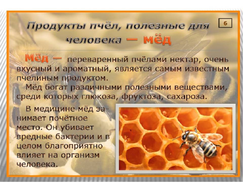 Жизнедеятельность пчелиной семьи в различные периоды года. справочник по домашнему пчеловодству