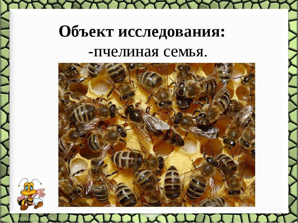 Состав пчелиной семьи