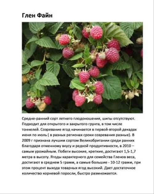 Описание малины гордость россии: правила посадки, ухода и размножения