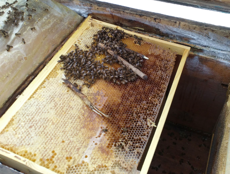 Подкормка пчел: как скормить пчелам прошлогодний мед, хвойный экстракт