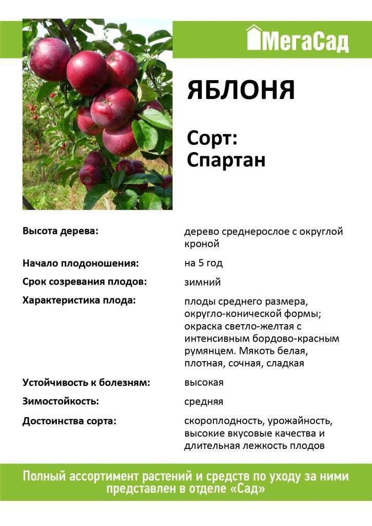 Описание и характеристики сорта яблони Спартан, тонкости выращивания
