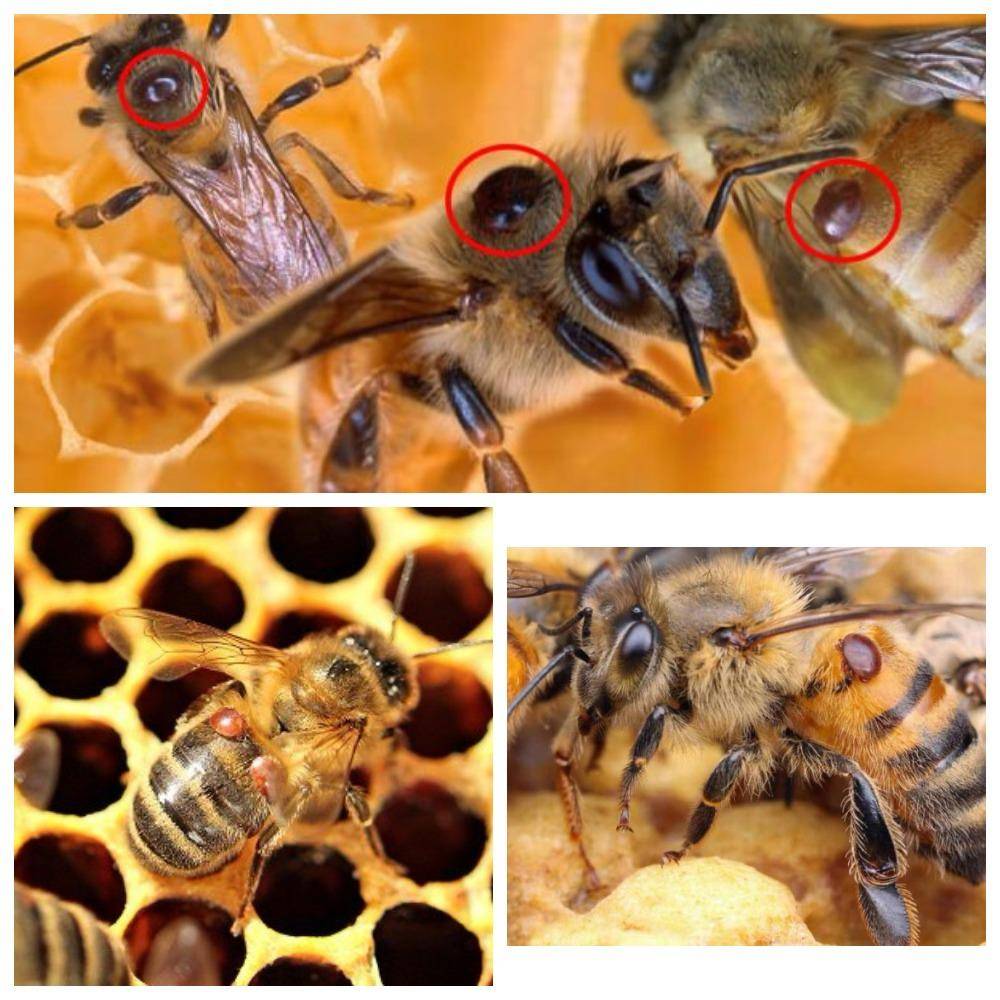 Варроатоз пчёл и лечение пчёл от варроатоза
