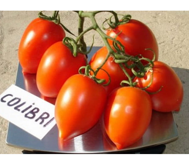 Томат колибри f1: отзывы фермеров, характеристика и описание сорта помидоров, фото кустов и полученного урожая