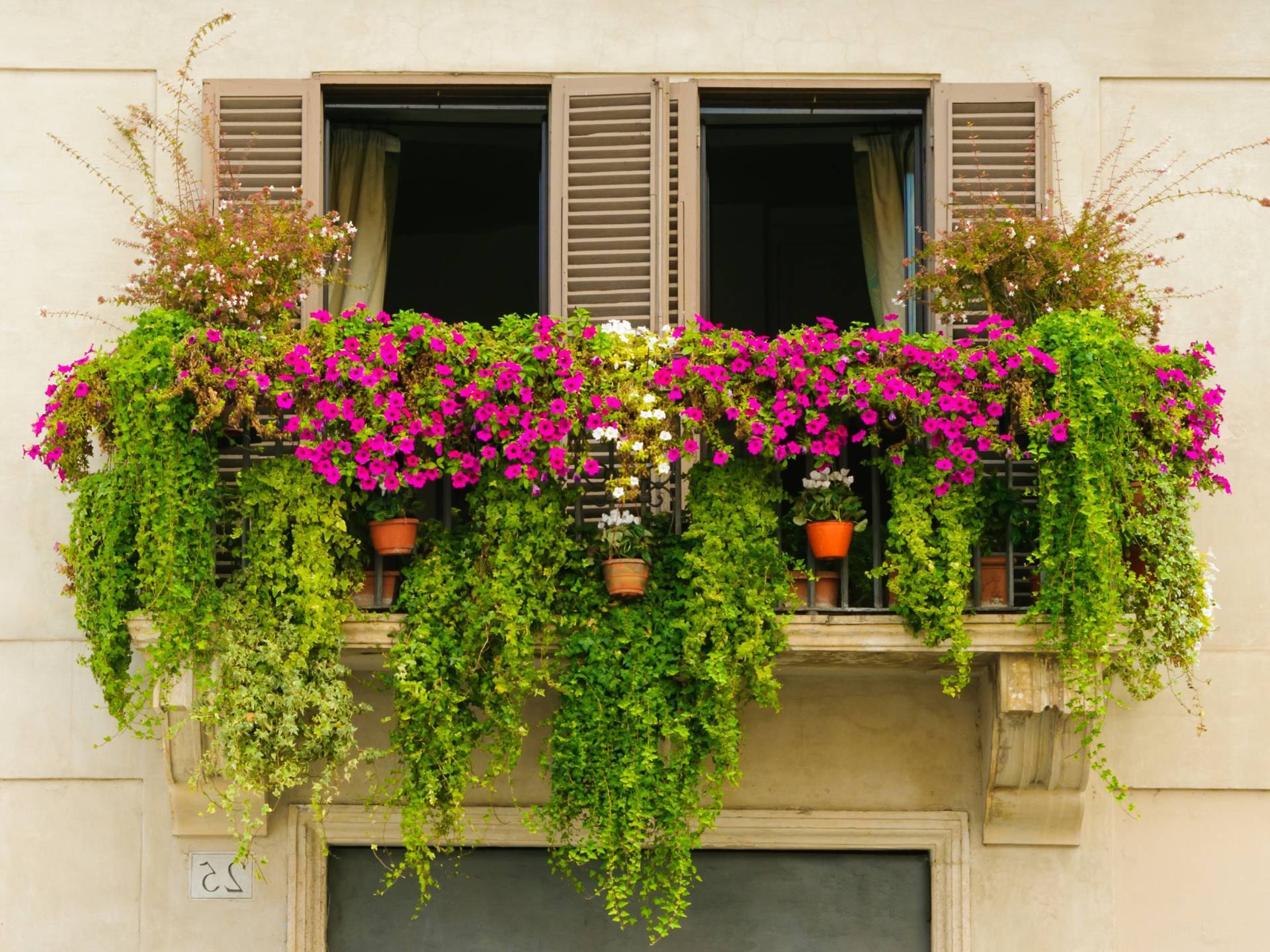 Балконные цветы: виды и сорта с фото, схемы композиций