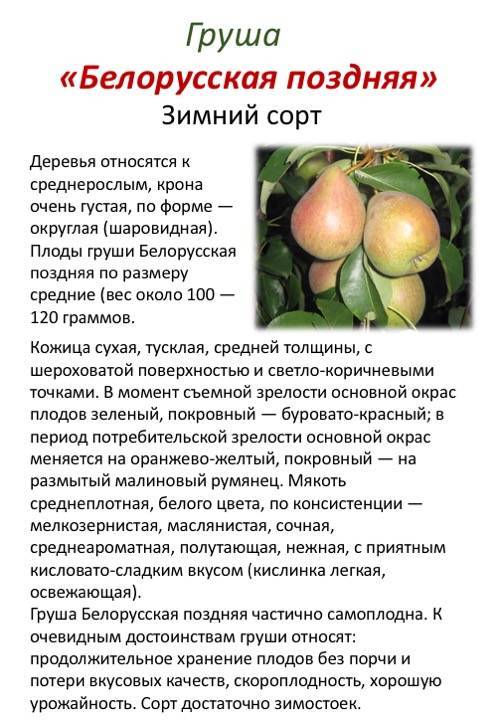 Описание груши сорта Белорусская Поздняя, опылители и тонкости выращивания