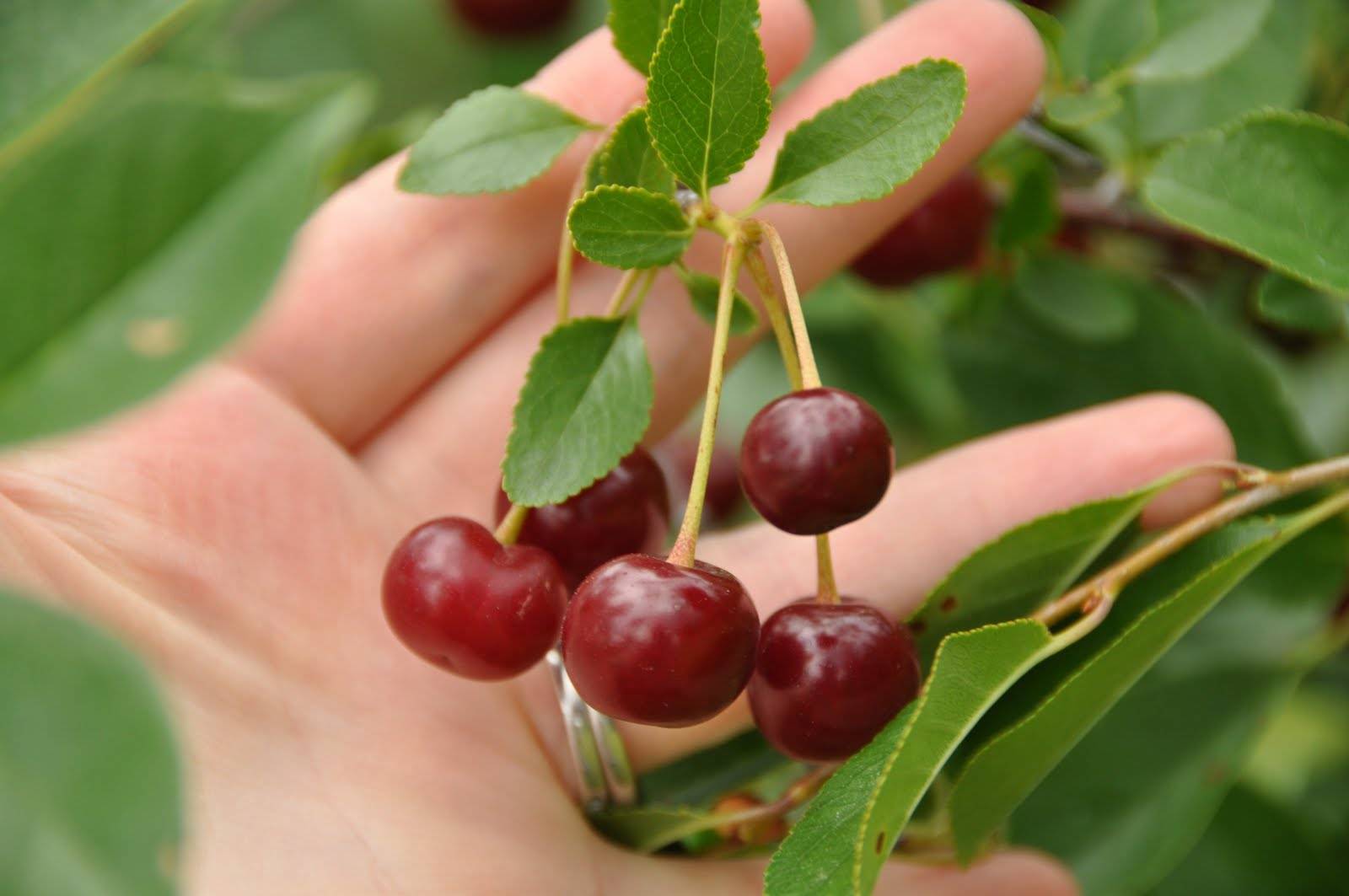 Описание и выращивание канадского сорта вишни Драгоценный Кармин