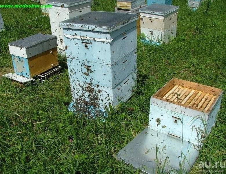 Пчеловождение в ульях на рамку 145: технология и видео
пчеловождение в ульях на рамку 145: технология и видео