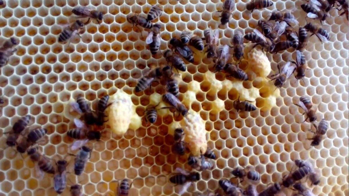 Маточники пчел свищевые и роевые