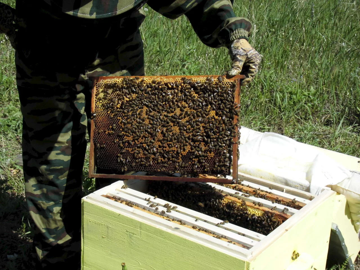 Пчелы в безвзяточный период