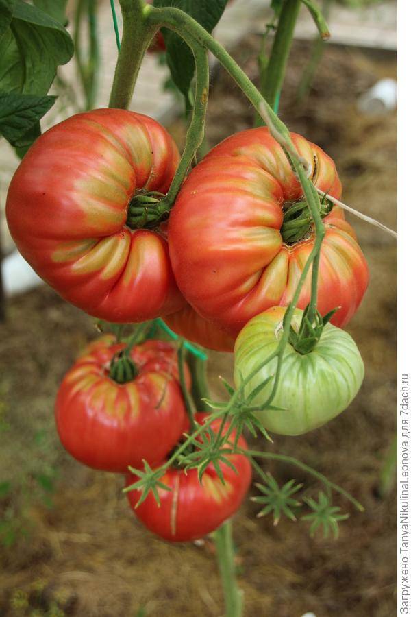 Томат розамарин фунтовый: описание сорта и характеристика, отзывы тех кто сажал помидоры об их урожайности, фото семян гавриш | сортовед