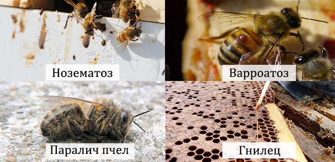 Вирусный паралич пчел и его лечение