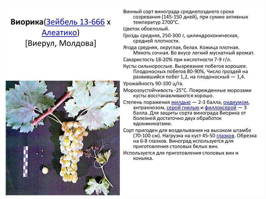 Сорт винограда брюнетка японской селекции фото и описание