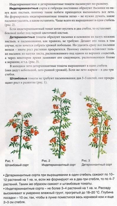 Штамбовые сорта томатов ?: характеристика, описание сорта, фото | qlumba.com