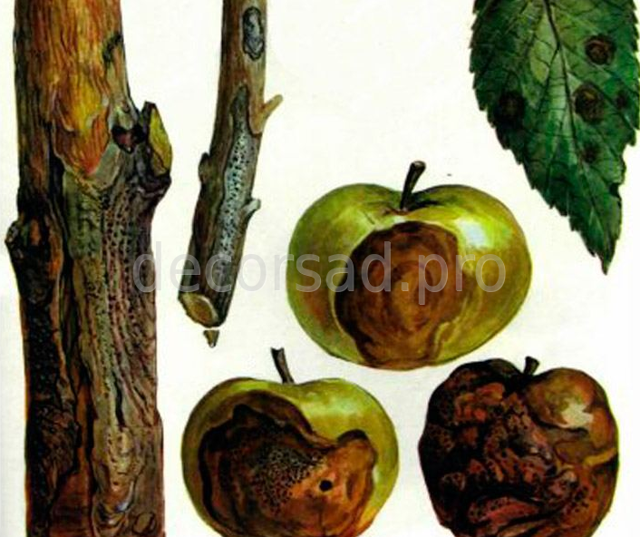 Чем болеет кора яблони: описание и признаки болезней, способы лечения