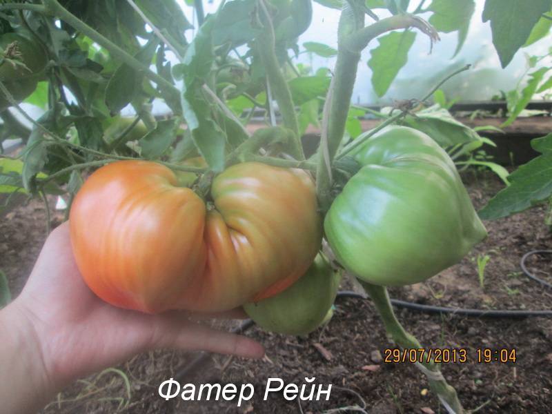 Описание сорта томата фатер рейн, его характеристика и урожайность – дачные дела