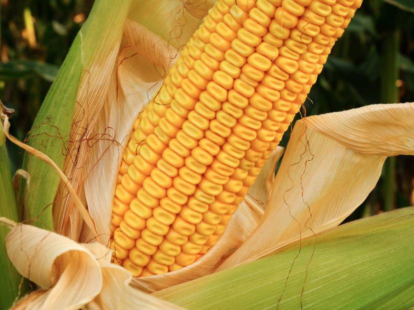 ✅ кукуруза краснодарская: описание и характеристика, особенности посева и ухода - tehnoyug.com