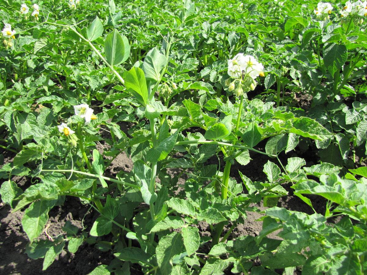 Нужно ли обрывать цветки у картофеля для повышения урожая: отзывы, мнение специалистов