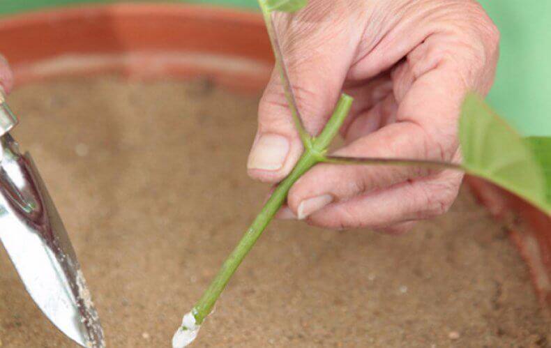 Размножение жасмина черенками, укоренением ветки, семенами, делением куста: подготовка материала и посадка