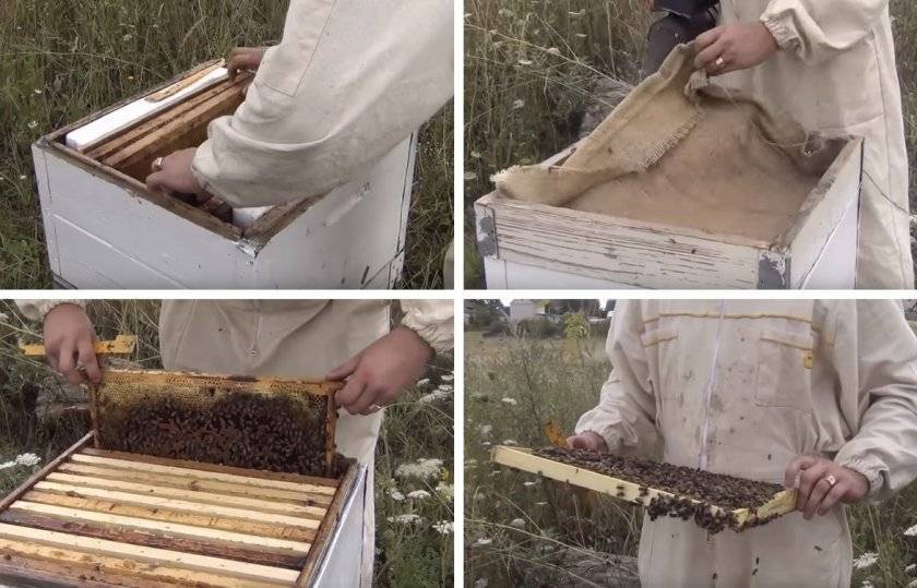 Объединение пчелиных семей: способы, секреты, особенности